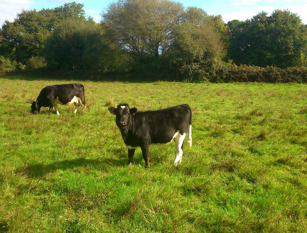 Agapanthe et Tahiti, sa tata
